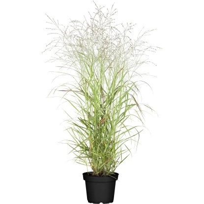 GROW By OBI Garten-Rutenhirse "Hänse Herms" Braun Topf-Ø Ca. 23 Cm Panicum