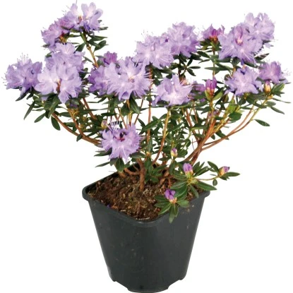GROW By OBI Rhododendron "Lauretta" Violett-Blau Topf Ca. 4,6 L